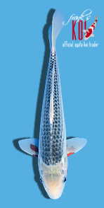 46
